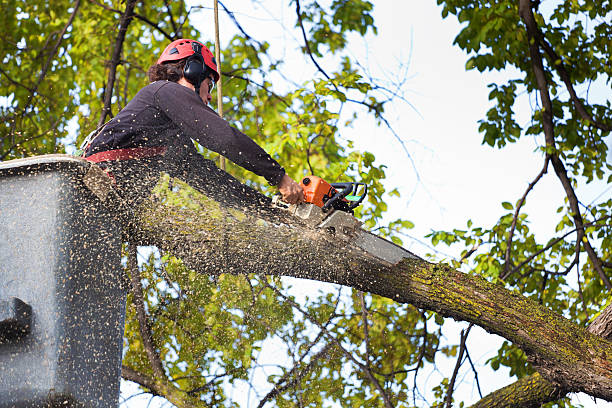 Best Arborist Consultation Services  in Hacienda Heights, CA